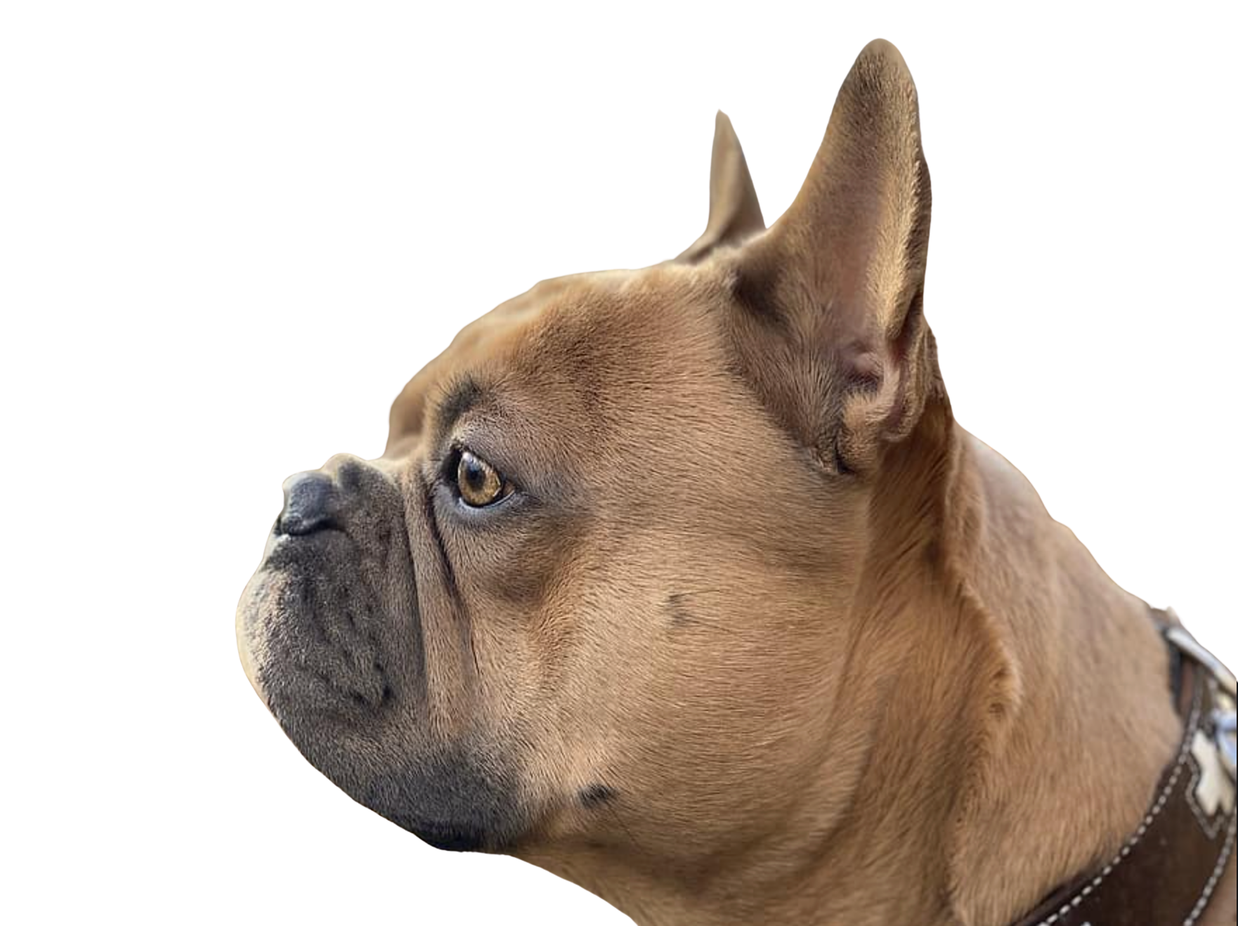 A dog — nature's original cancer detector